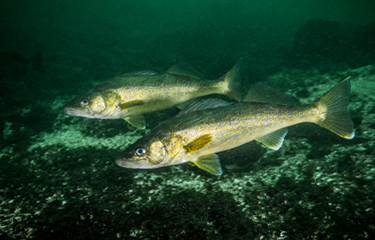 USDA plans to buy more walleye