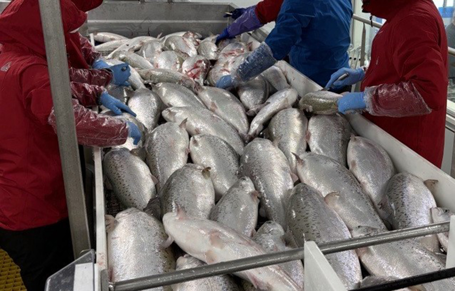 Workers with Proximar seafood pulling in salmon harvested from the company's RAS facility.