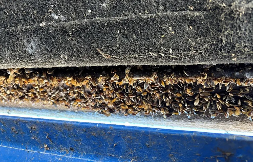 Washington state reclassifying golden mussels as a banned invasive species