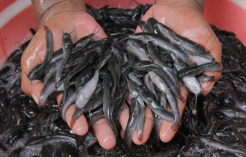 fingerlings