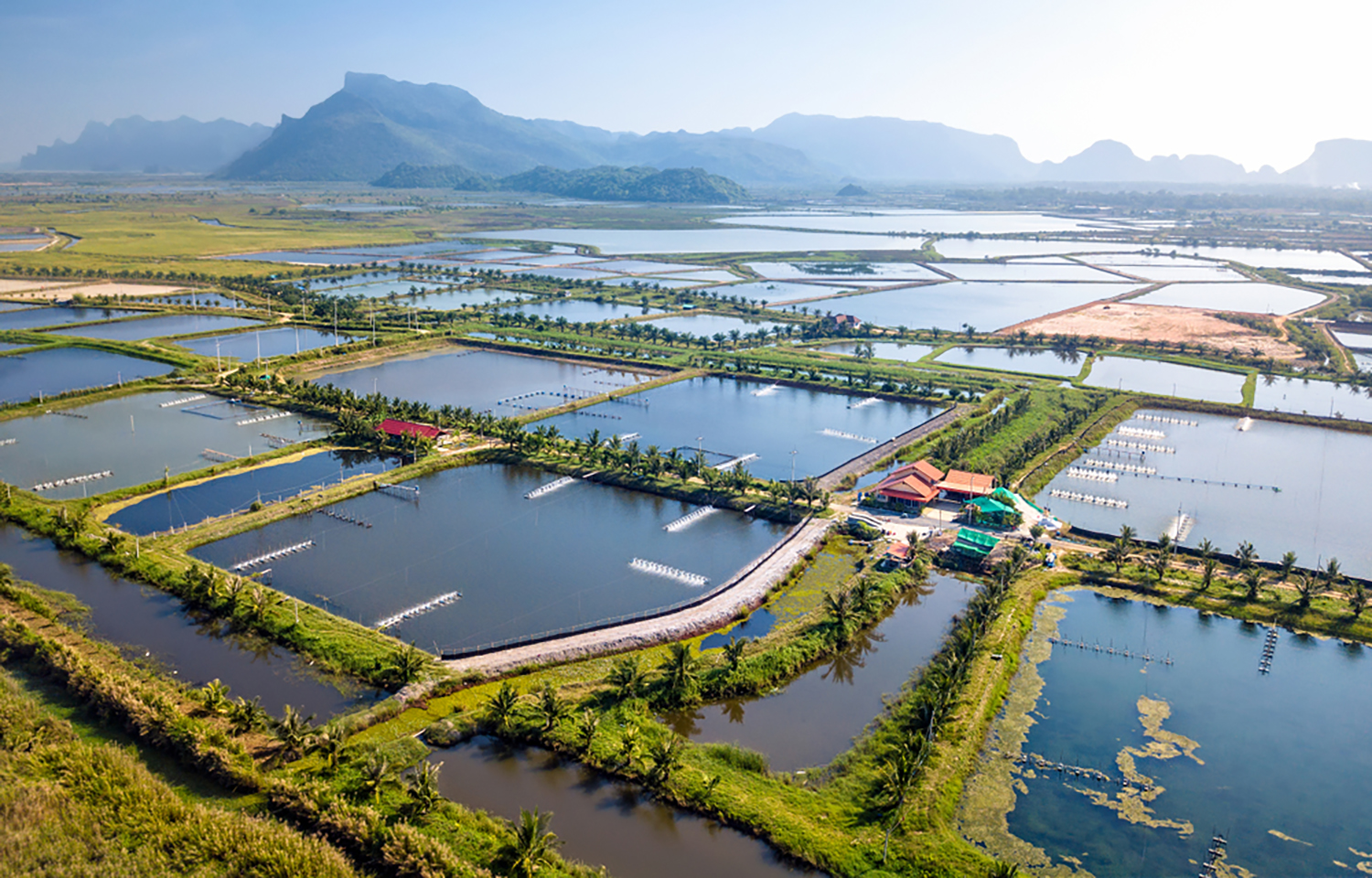 An aerial view of a Thai shrimp farm