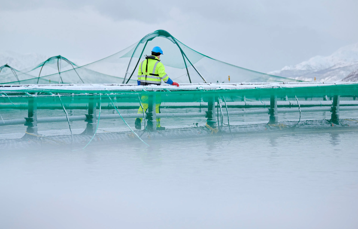 A Grieg employee working at a farm in the Norwegian region of Finnmark
