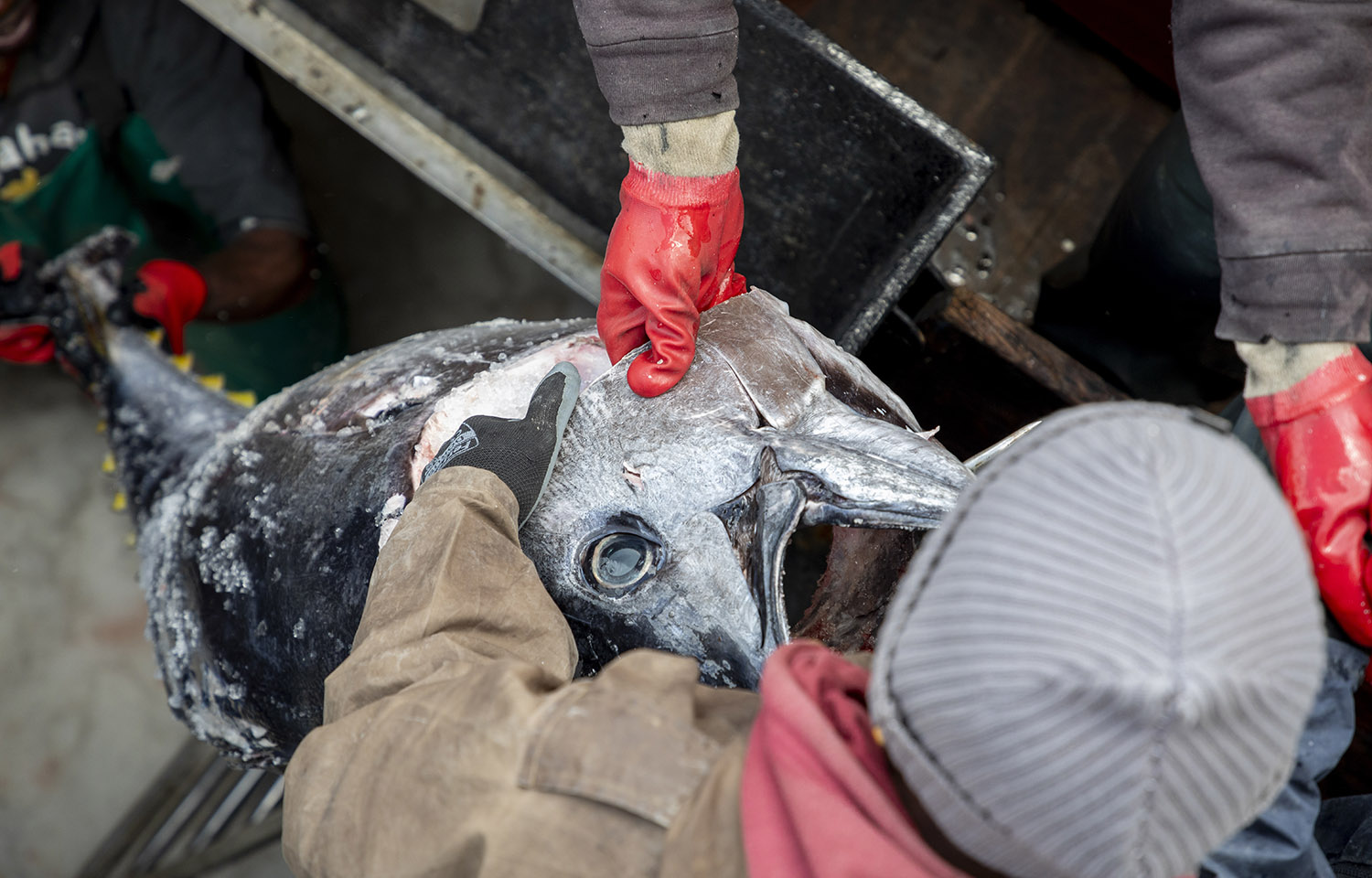 a tuna