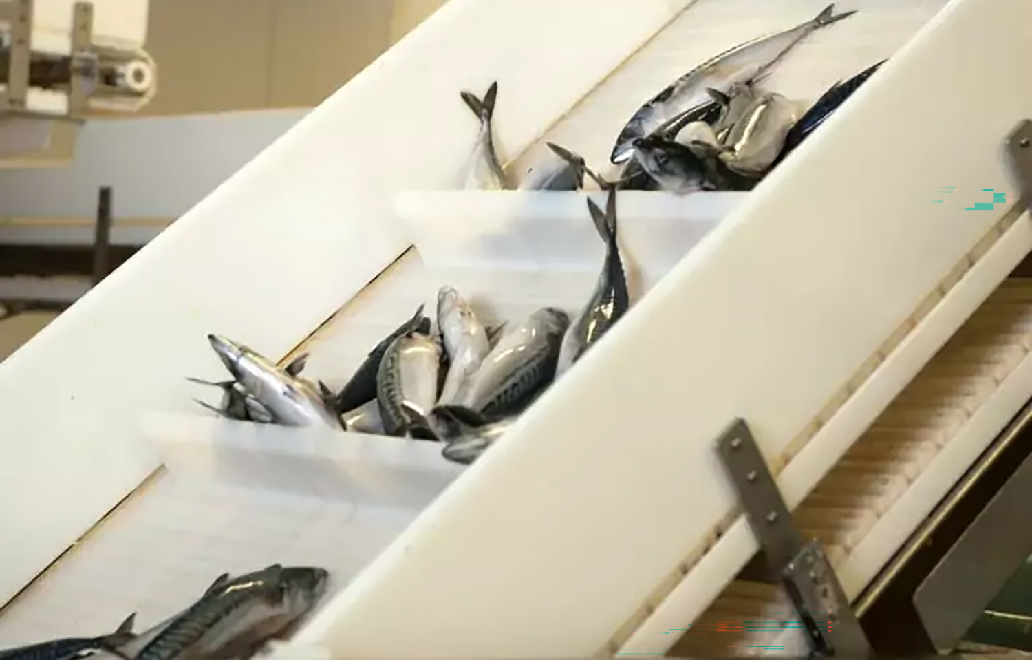 Mackerel processing