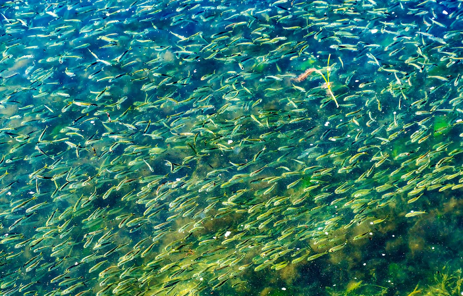 Menhaden swimming