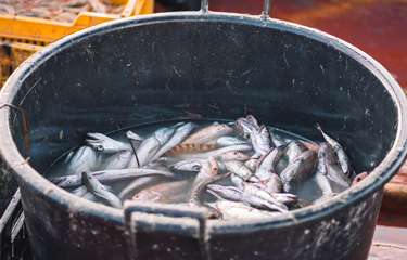 The Aquatic Life Institute (ALI) is calling for an animal welfare-based approach to be adopted by the global fishing industry.