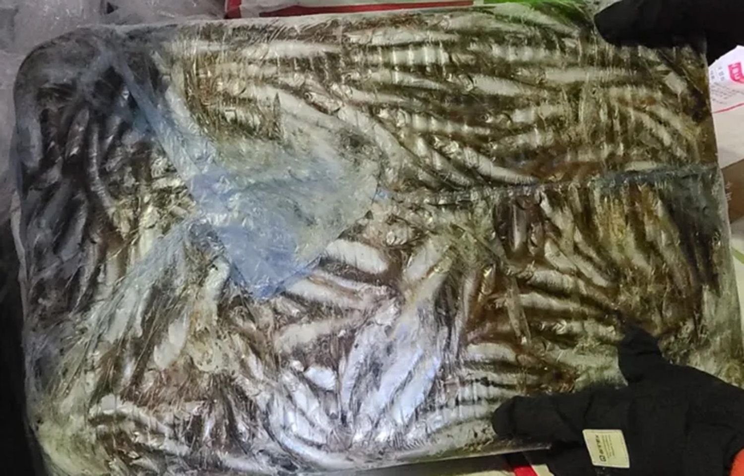 A pile of fishing bait sold by the head of a Korean firm