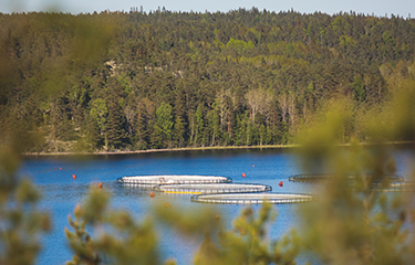 Aquaculture net pens in Finland.