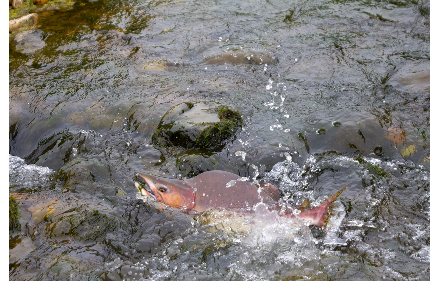 A humpback salmon in a river | Photo courtesy of Maximillian Cabinet/Shutterstock