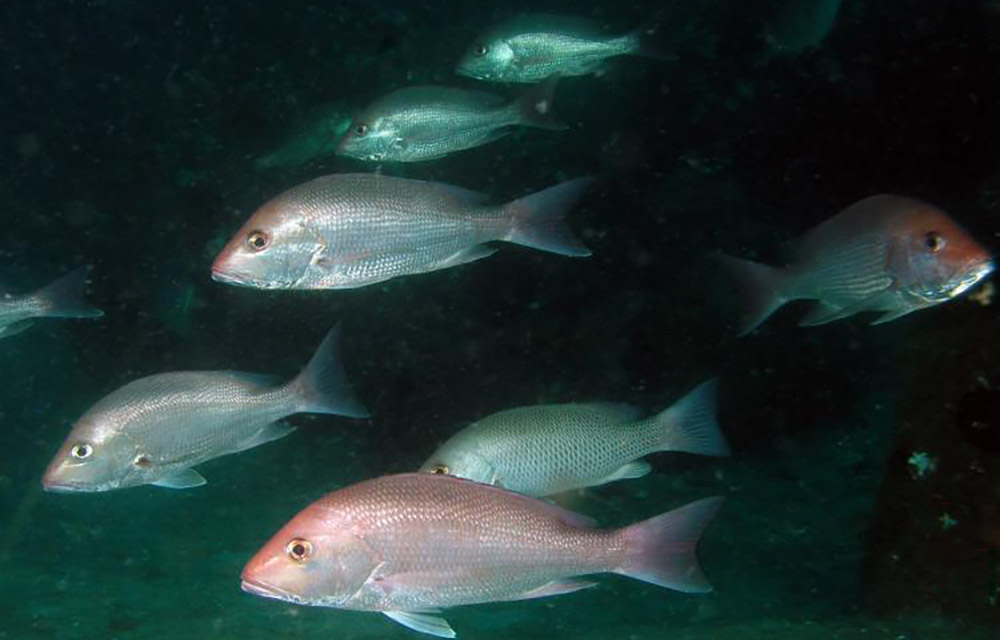 red snapper