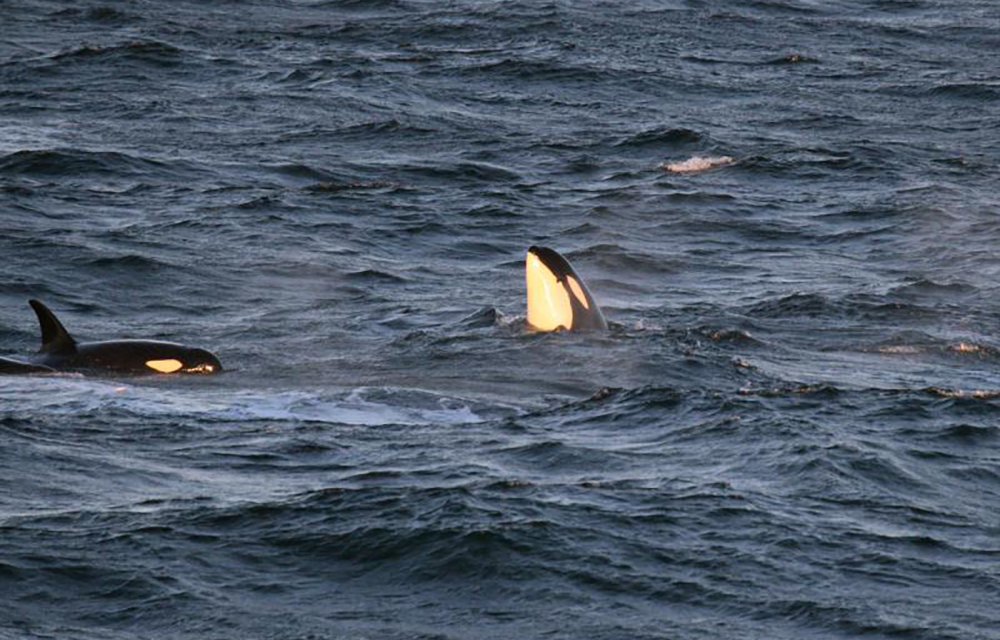 A photo of Southern Resident killer whales | Northwest Fisheries Science Center/NOAA Fisheries