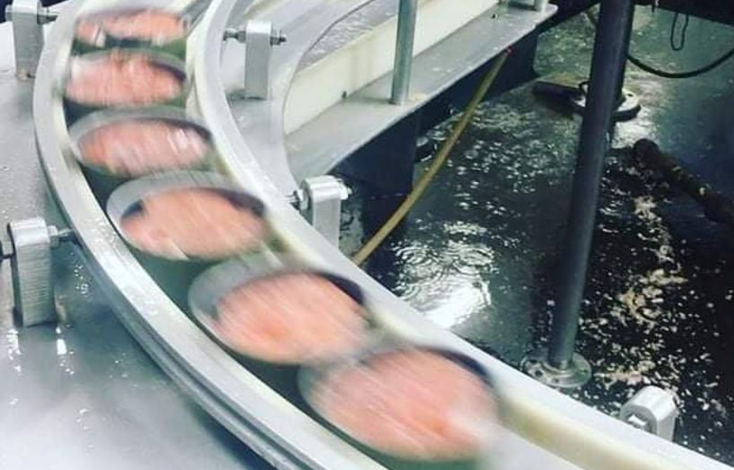 Canned salmon on the production line