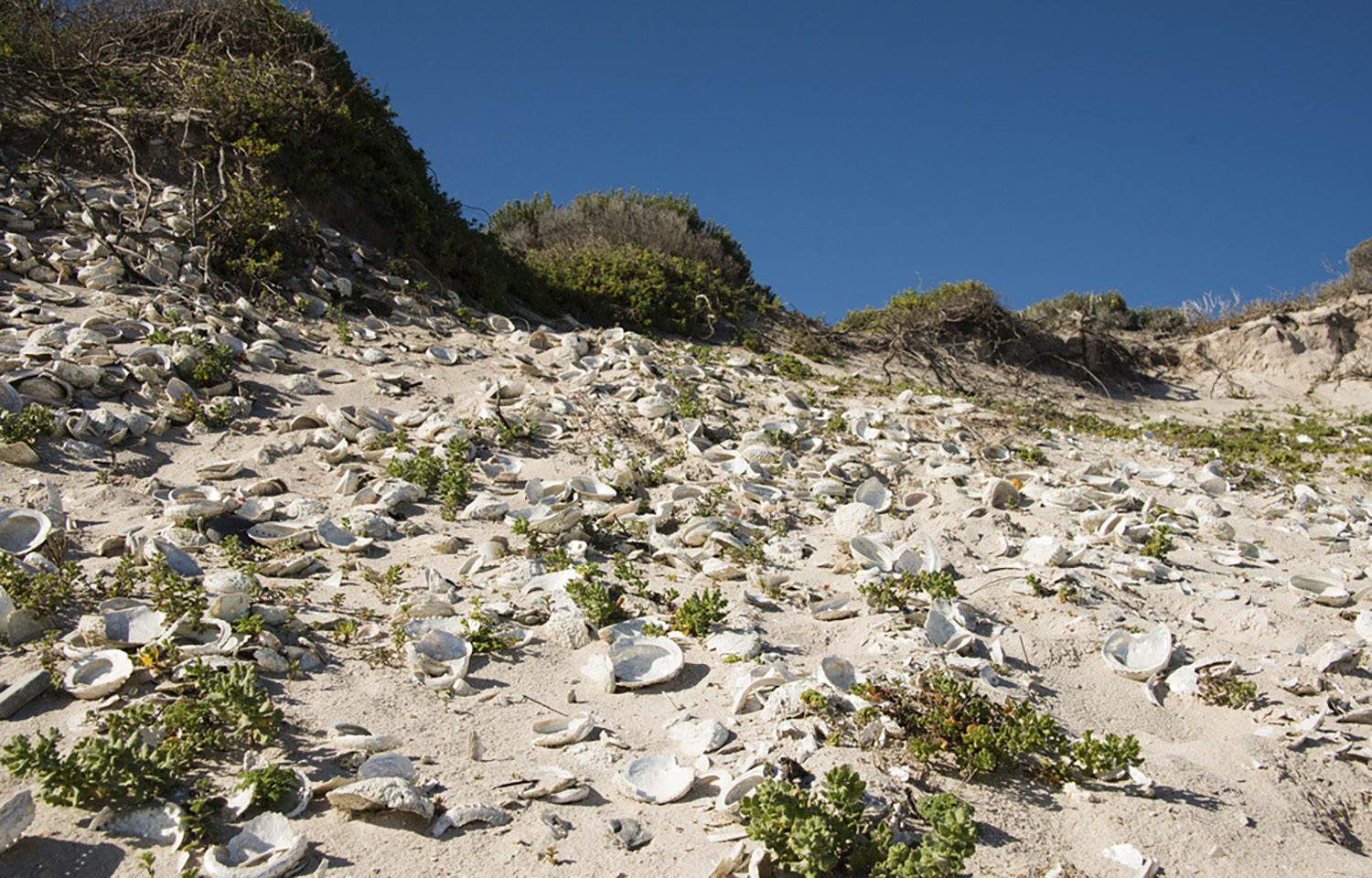 Abalone shells littering a beach