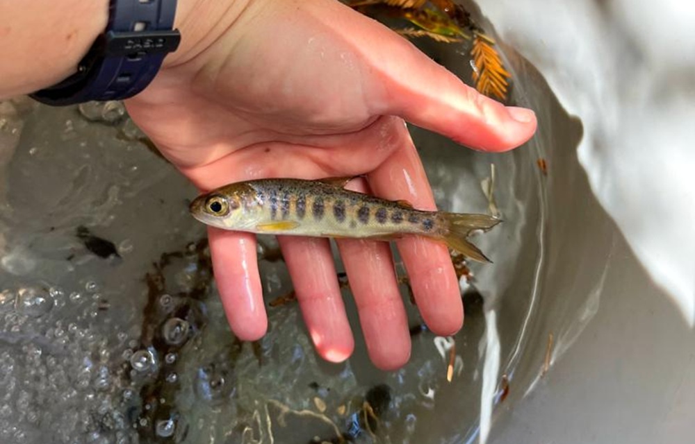 California announced USD 10 million for salmon recovery projects