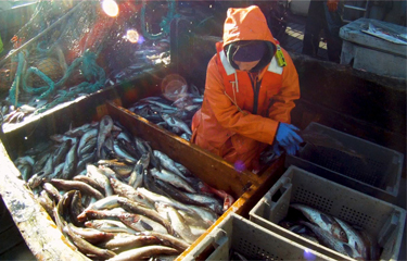 Lackluster salmon returns and some fishery closures have Alaskan fishermen wondering about their future.