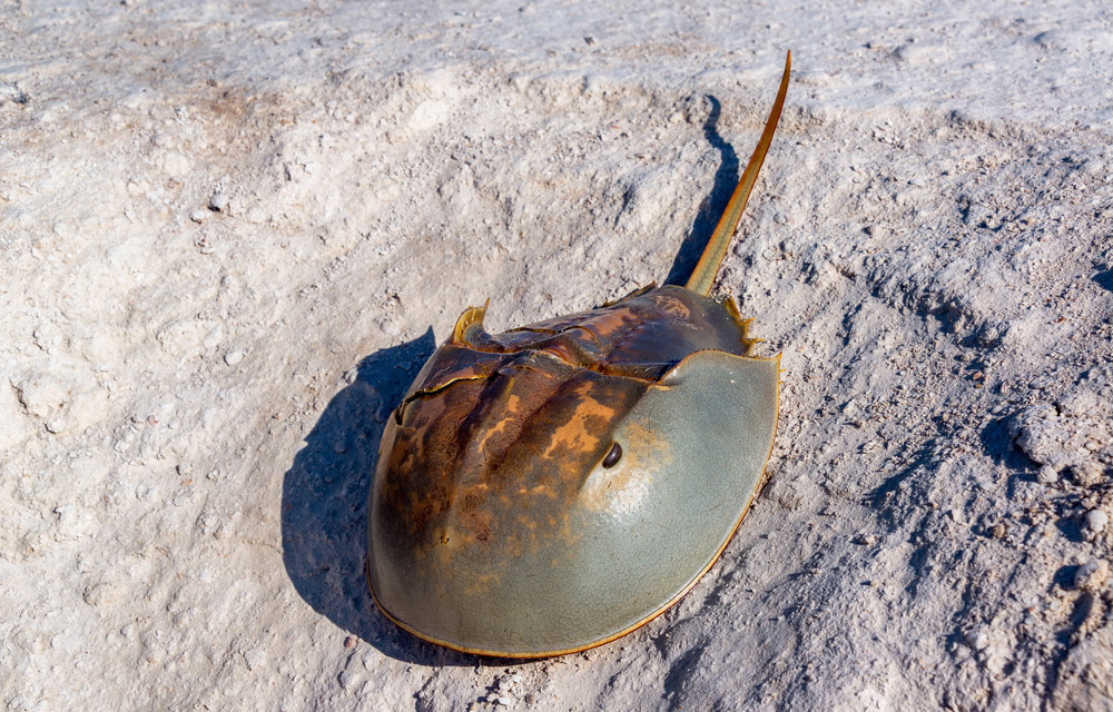 a horseshoe crab