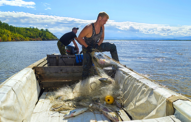 Activists push Russia to ban salmon fishing in Amur River amid abysmal ...