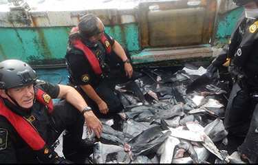 Inspectors with the U.S. Coast Guard and Canadian Coast Guard near a pile of illegal shark fins.