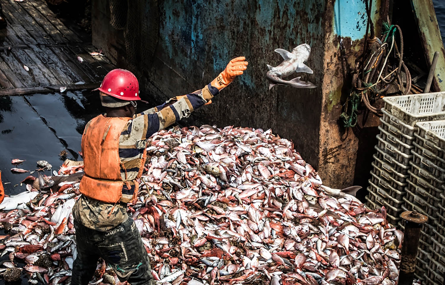 US researchers: Seafood waste less than half as large as previously estimated