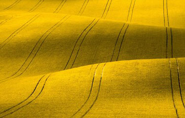 Canola fields.