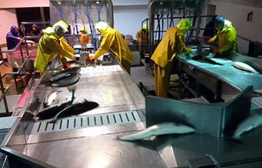 A fish-slaughtering station.