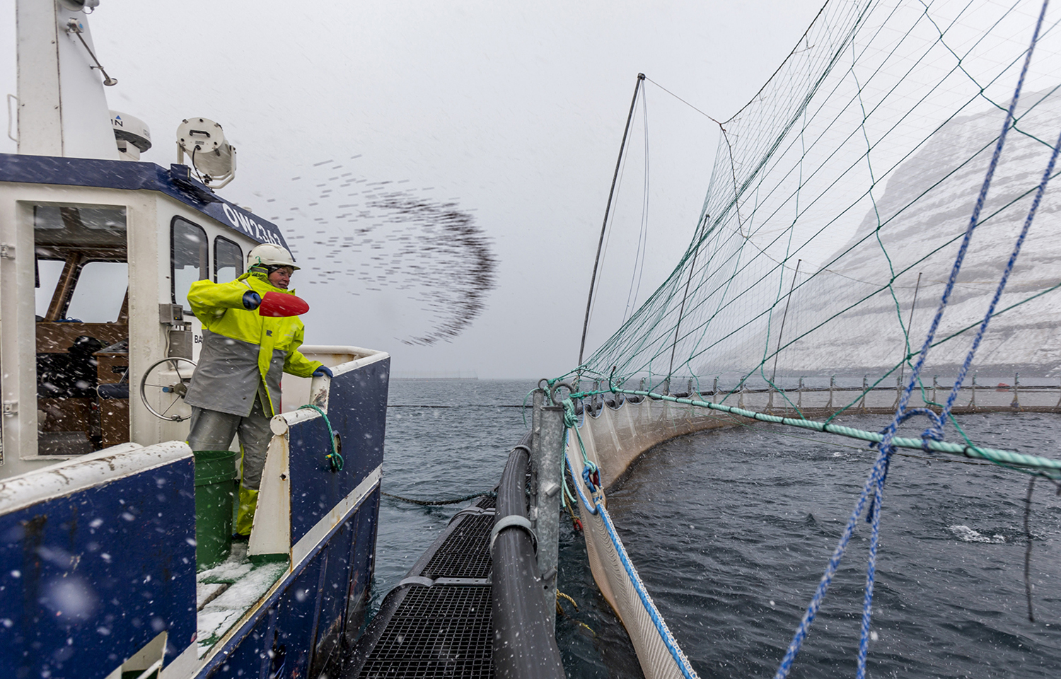 A Bakkafrost employee shoveling feed into a net pen