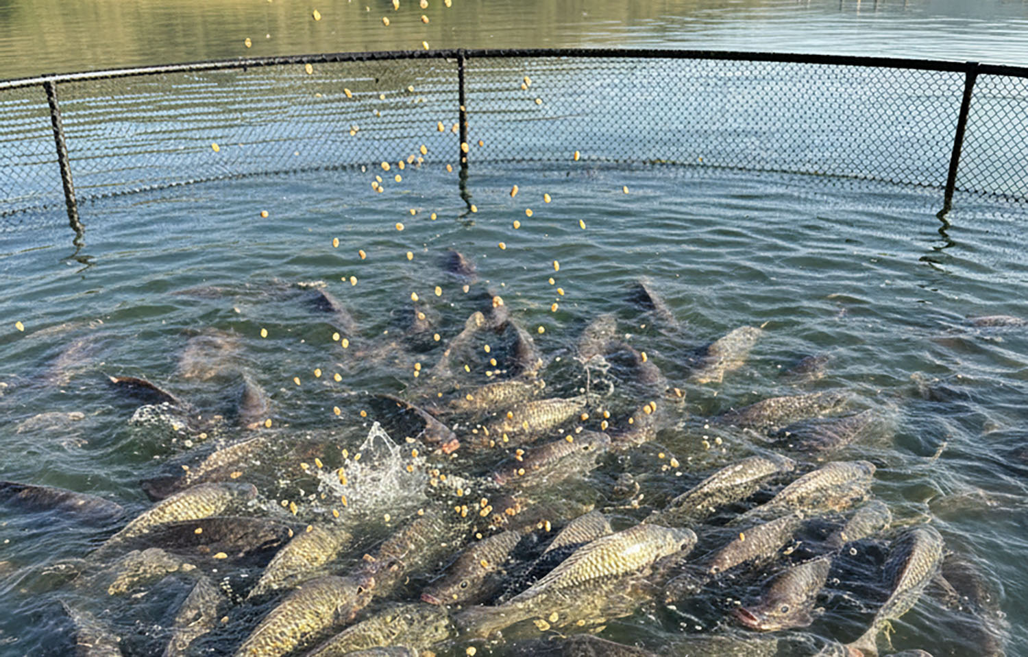 Tilapia imports from Vietnam surpass Brazilian export totals for the first time, alarming local industry