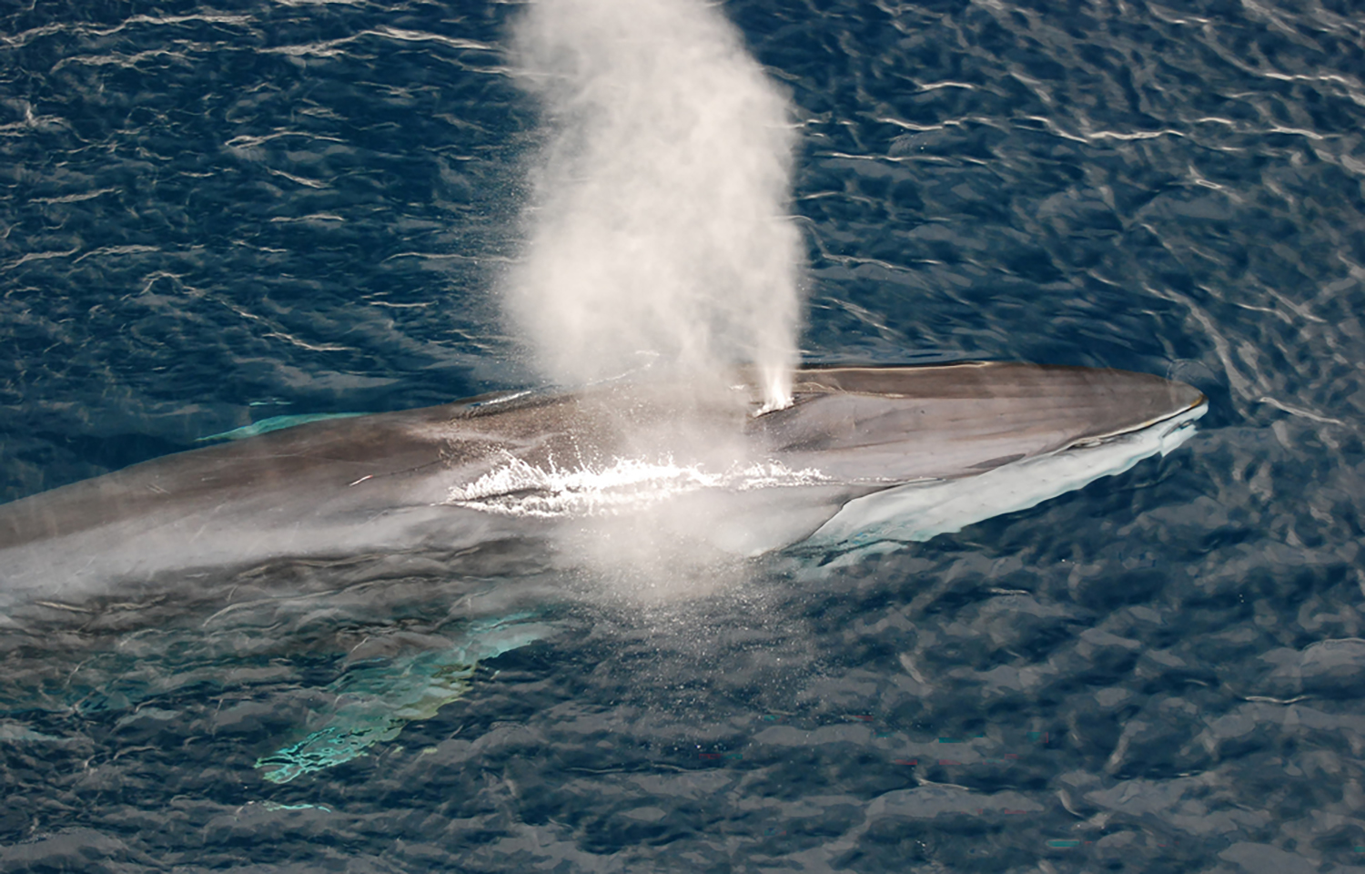 A fin whale