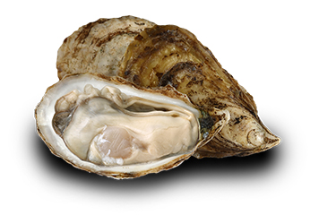 Oyster Kings oysters.