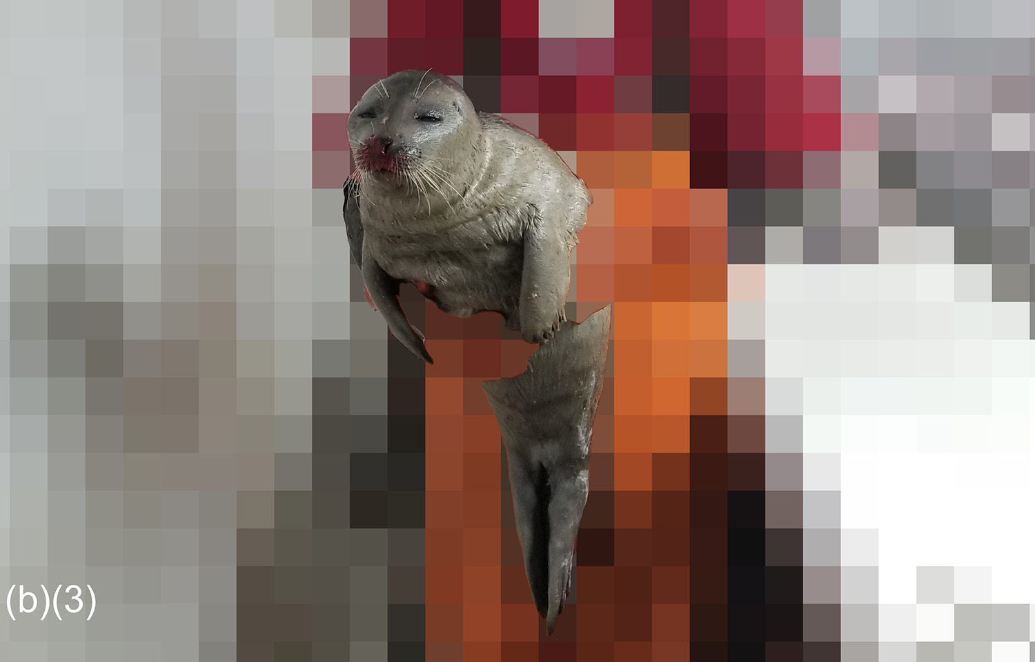 One of the images submitted by NMFS of marine mammal bycatch