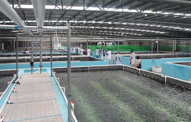 Shareholders of troubled Chinese aquaculture firm Sino Agro Food are seeking to have a temporary receiver appointed to oversee the firm’s operations.