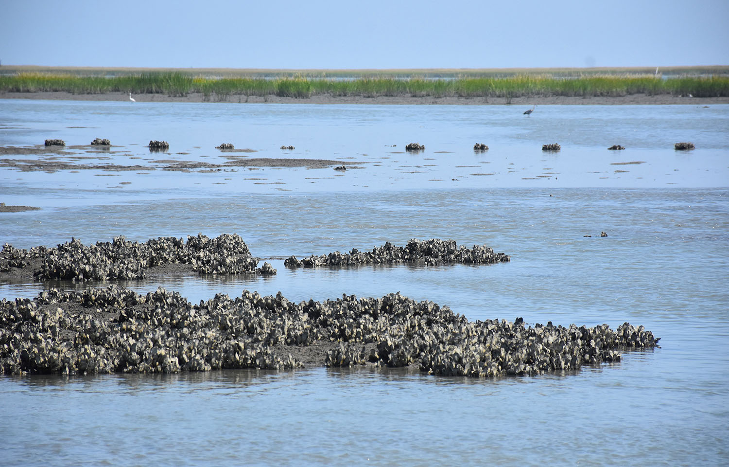 Mississippi judge blocks state law leasing oyster reefs to private companies