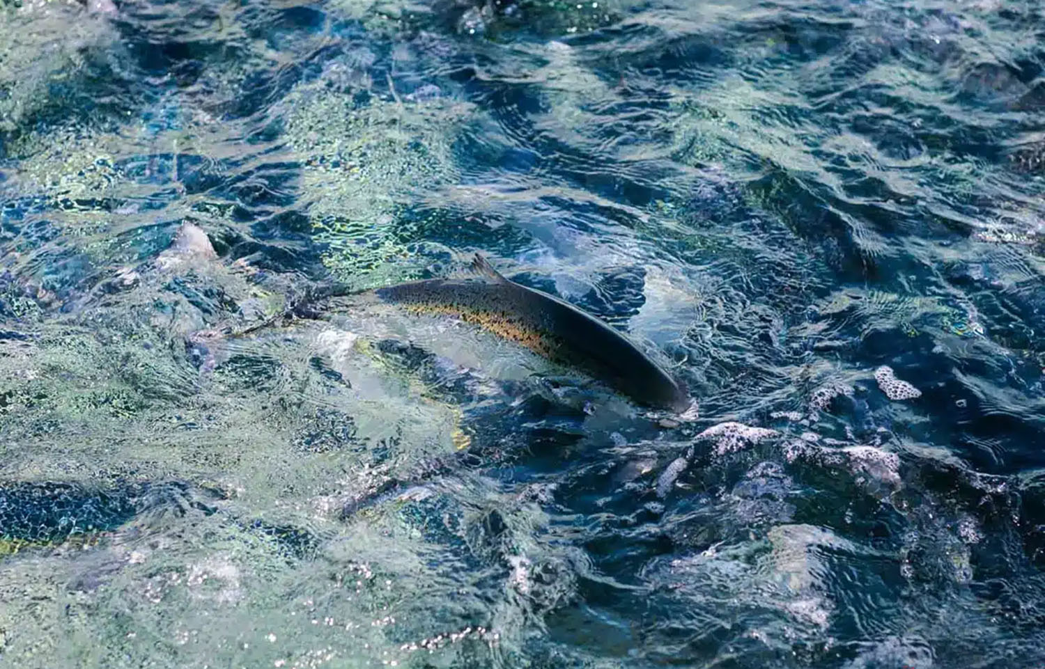 A salmon swimming in a SalMar net pen