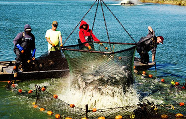 Heartland catfish harvesting