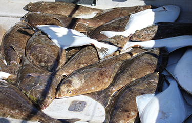 Flounder regulations differ from NOAA proposal