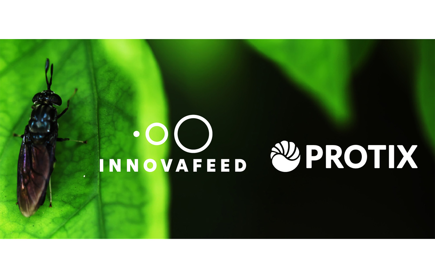 Innovafeed and Protix