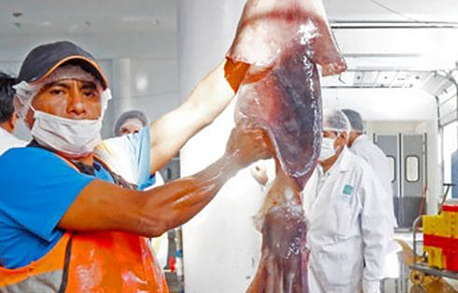 Peru’s artisanal squid fleet surges 30-fold in SPRFMO registration over three years