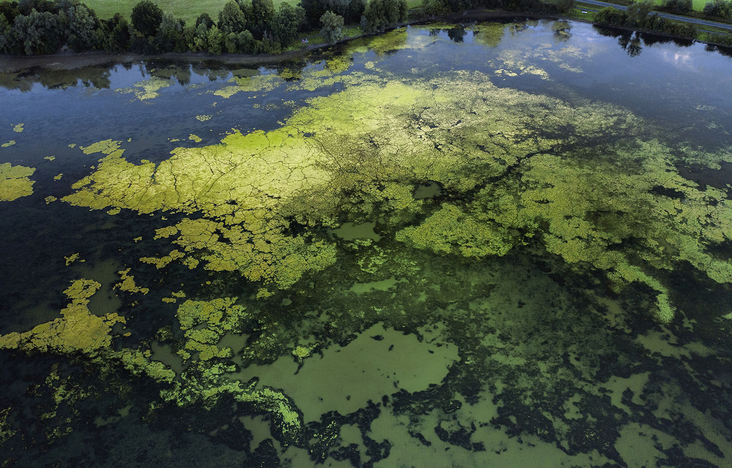 Scotland’s Industrial Biotechnology Innovation Centre is developing a product that could reduce algae blooms