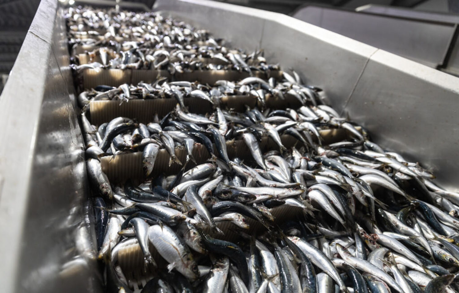 A processing line for fish in Russia