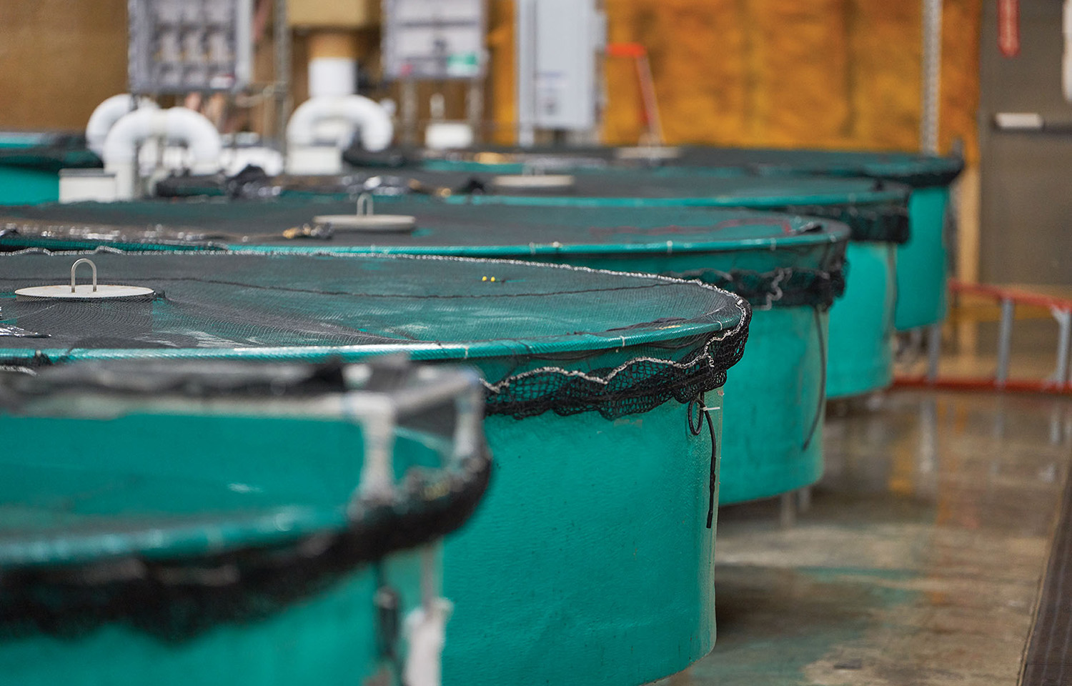 AquaBounty's facility in Albany, Indiana, U.S.A.