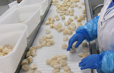 A scallop line at Eastern Fisheries' New Bedford processing plant.