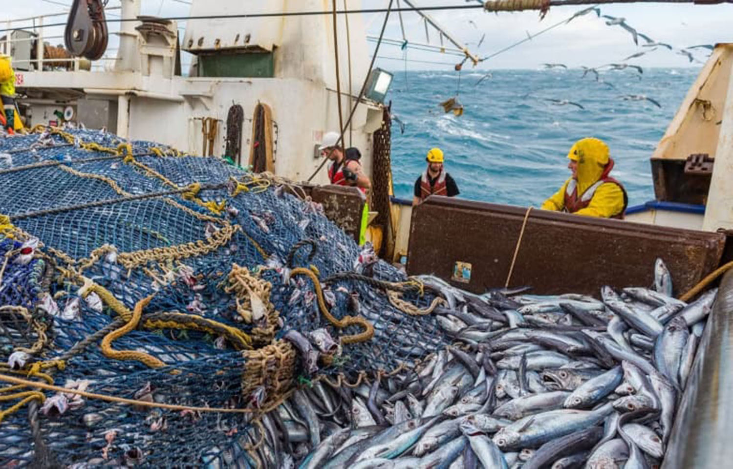 A group of people in New Zealand fishing for hoki