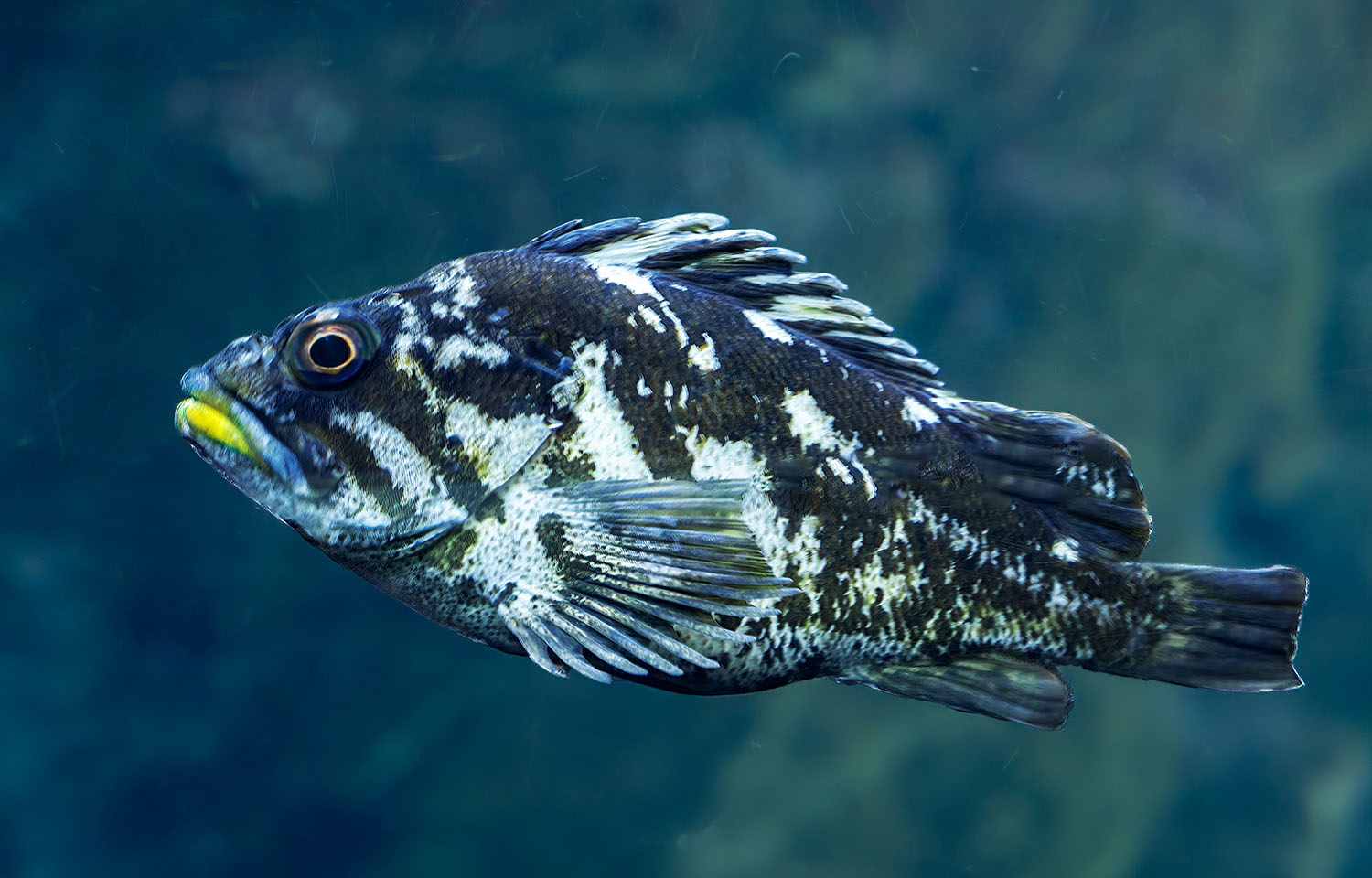 A black rockfish