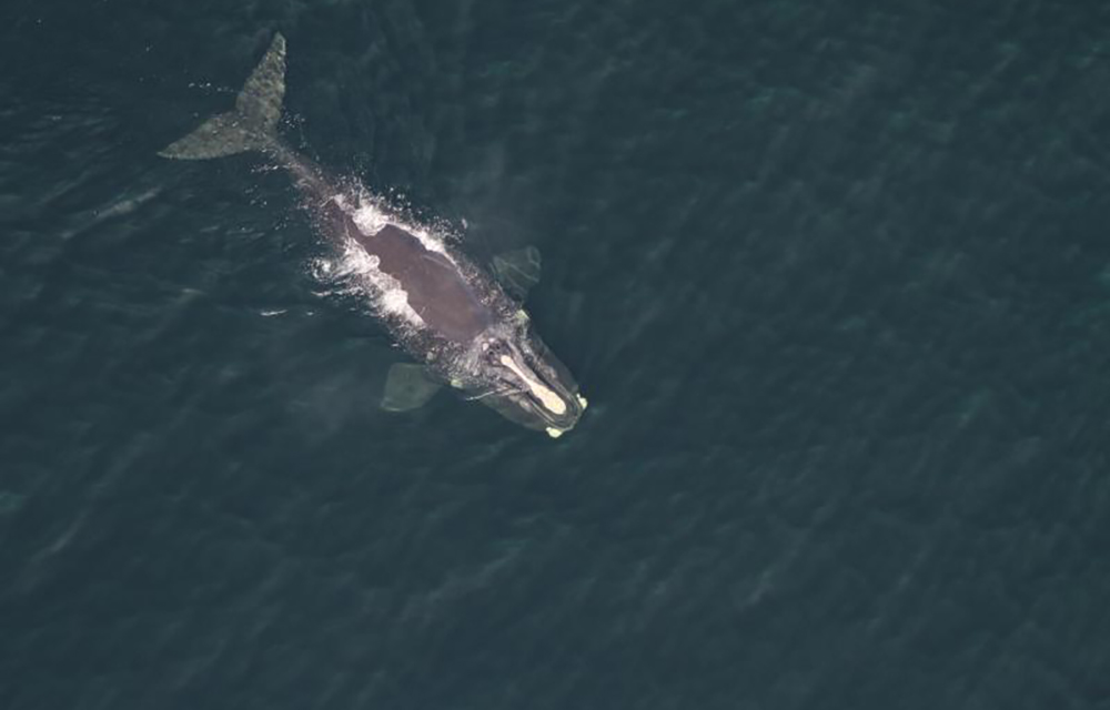A North Atlantic right whale swimming