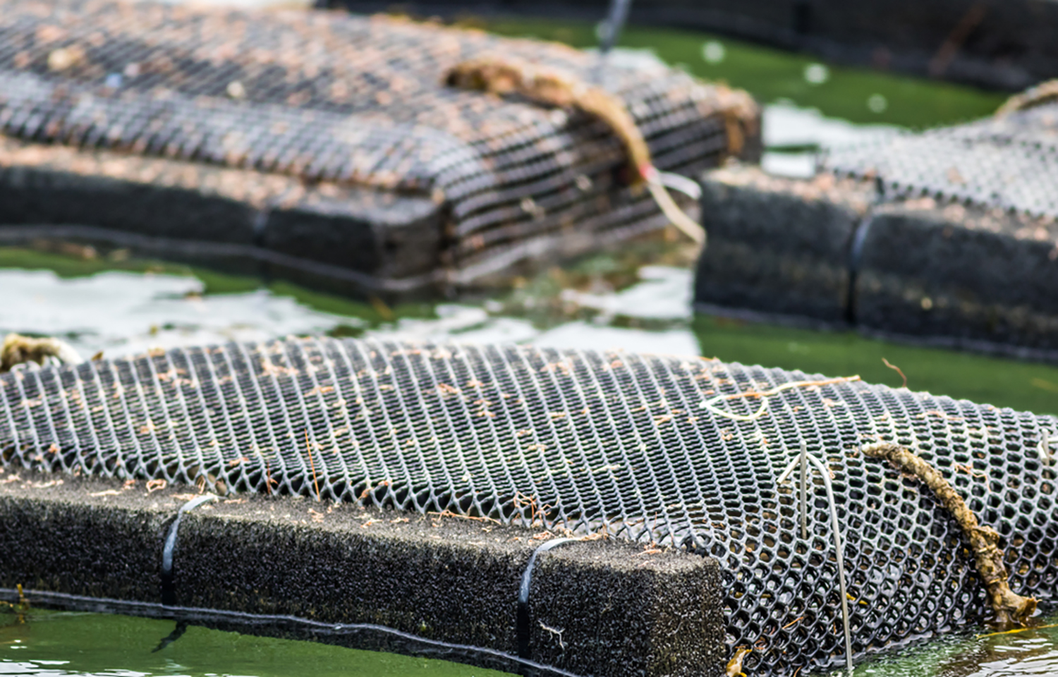 A close-up shot of an oyster trap on a farm in Maine