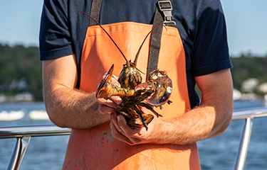A Maine lobsterman with his catch.