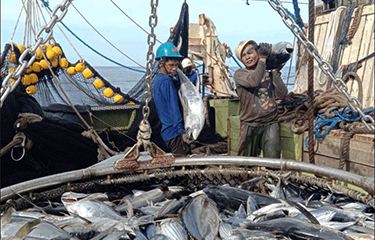 Tuna industry workers.