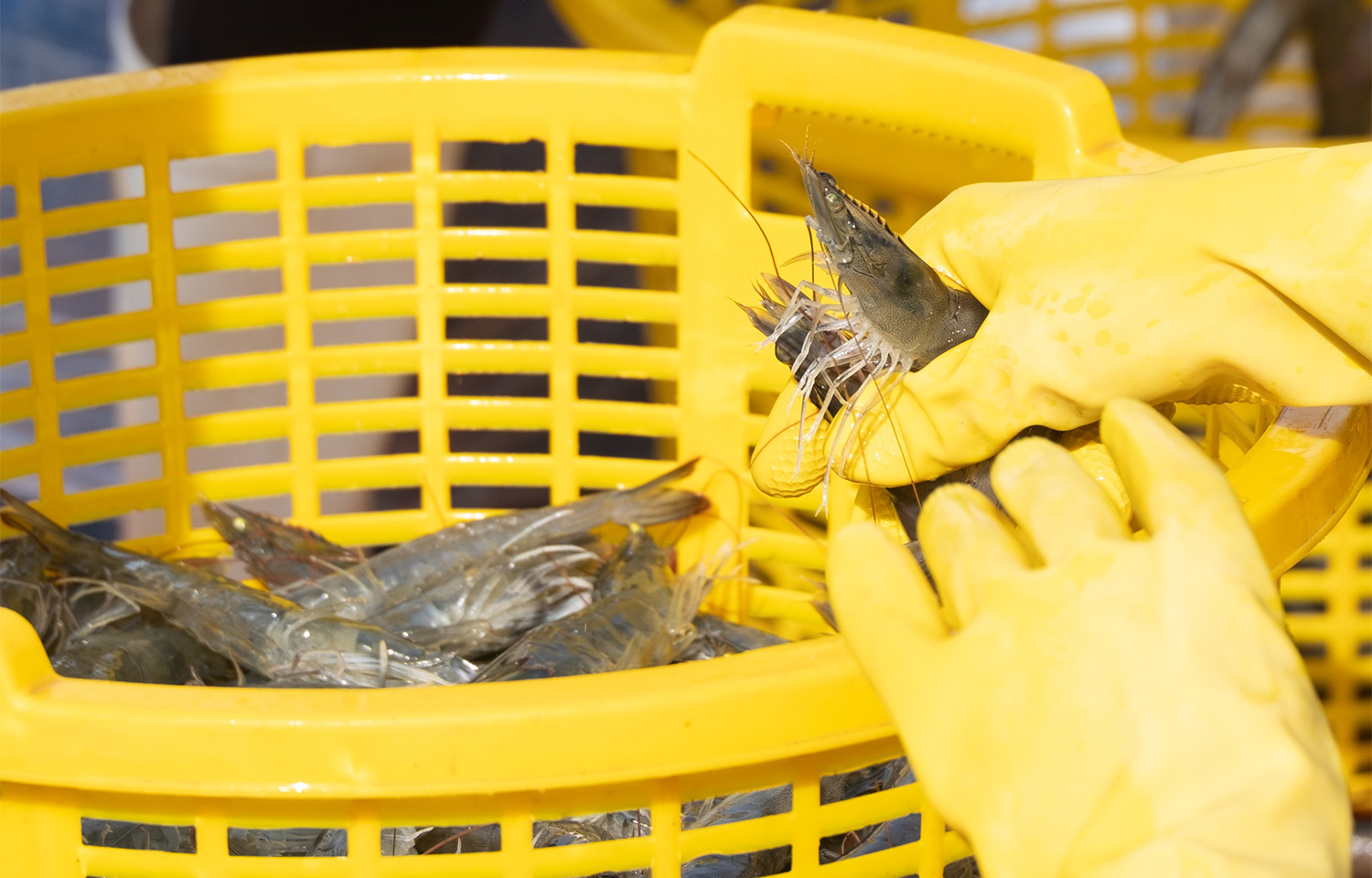 US Court of International Trade upholds countervailing duties on Stapimex