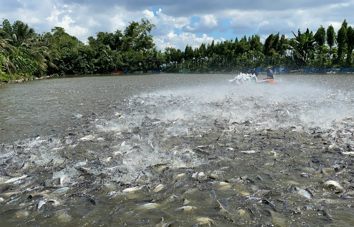 A photo of a pangasius farm in Vietnam