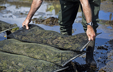 An oyster farmer adjusting a bag of oysters.